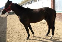 �ױ�Ư�� (HANGGU TEUKGEUP) ����