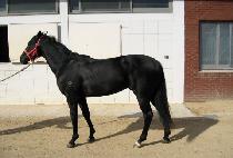 ����ƪ (BLACK TUNE) ����