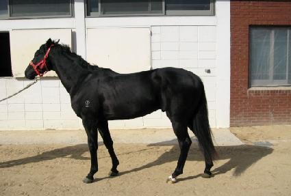 ����ƪ ����