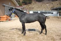 ���� (CHADOL) ����