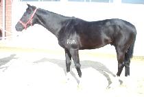 ���̳θ���Ʈ (FINALIST) ����