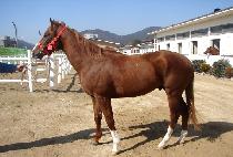 ��ġ (NAMCHEE) ����