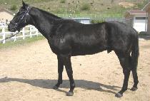 ������Ŀ (SPRUIKER) ����