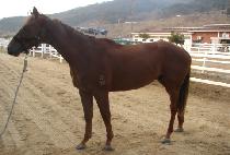 �����÷��̾� (LEADING PLAYER) ����