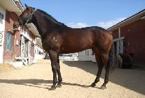 �������������� (EX MARKS THE SPOT) ����