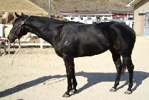 õ�쿵�� (CHEONU YEONGGWANG) ����