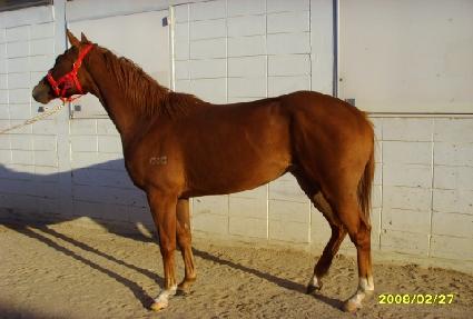 ������ ����