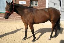 ������� (HUIMANG NARAE) ����