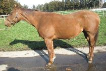 ROAD TRACK'S JOY picture