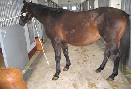 �̽�ī��ٳ��� ����