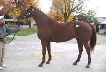 SUPAH SENSATION picture