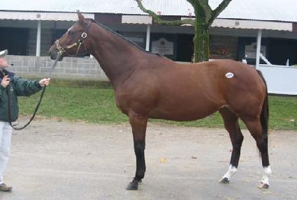 ��Ƽ���̵� ����