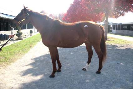 ������ ����