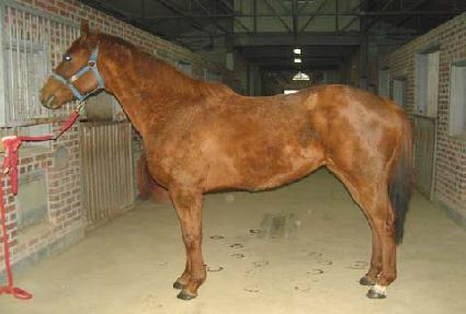 ���� ����