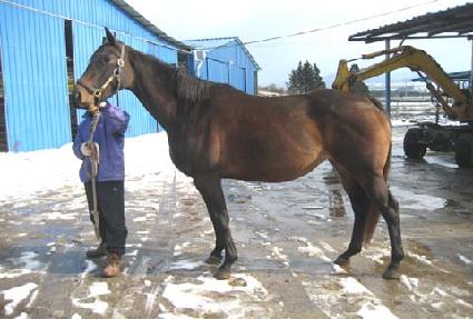 ��ƿȨ ����