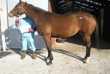 ���̳��Ƚ�ť��Ƽ ����