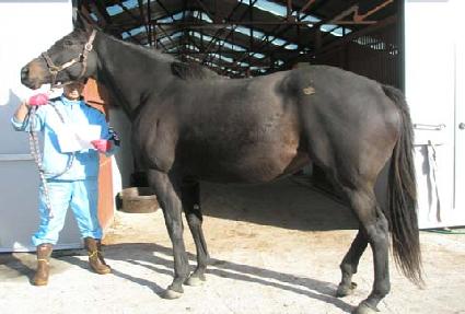 ġ�󽺾���� ����