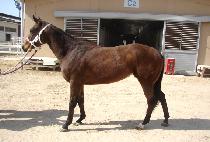 �׷����м� (GRAND PASSION) ����