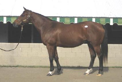 ���ڷ��̵� ����