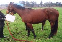 ĳ��Ŭ�� (KASH KLIP) ����