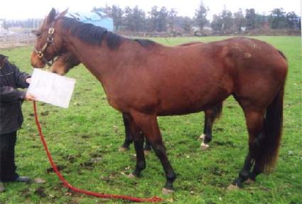 ĳ��Ŭ�� ����