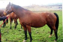 �ϵ�������Ͻ� (NEED MORE BUSINESS) ����