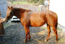 CARAMEL CANDY picture