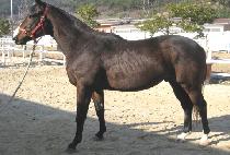 ��Ÿ (BIG STAR) ����