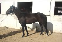 ������ (GO GO SSING) ����