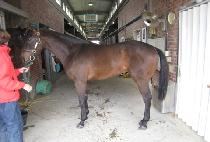 �Ѿ�� (HANEOLGEOM) ����