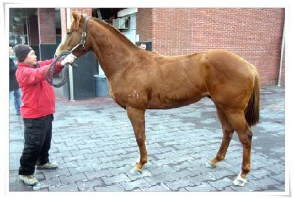 ������ ����