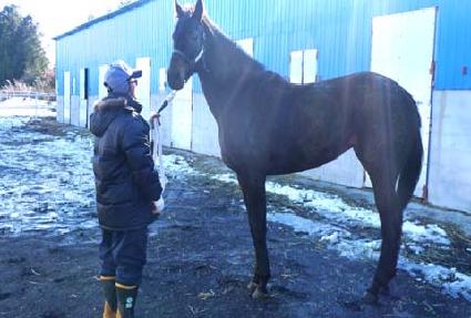 ����Į�� ����