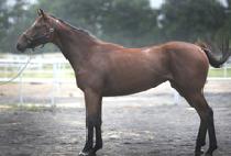 �������� (DOUBLE MAHA) ����