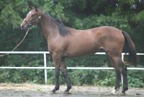 ���ζ� (AURORA) ����