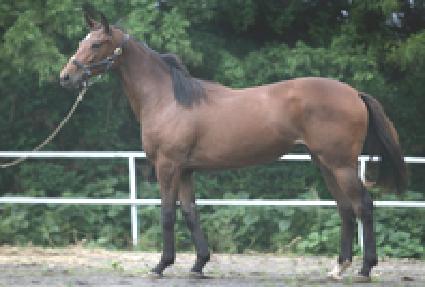 ���ζ� ����