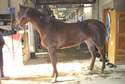 ����� ����