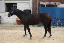 ���ϸ�ġ (RETURN MATCH) ����