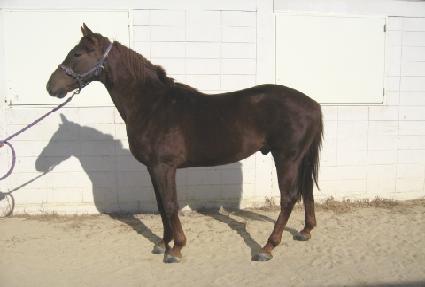 �������� ����