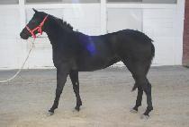 �ʵ忩�� (FIELD YEOWANG) ����