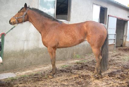 ����� ����