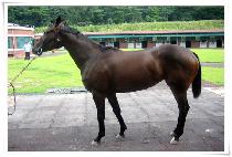 �׷��巯�� (GRAND LOVE) ����