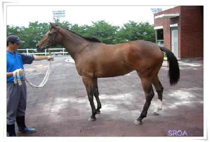 ��꿩�� ����