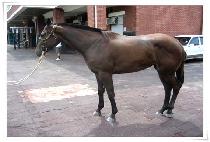 �������̽� (MAGIC CHOICE) ����