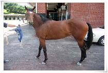 ��ڽ�ȭ (DAEBAKSINHWA) ����