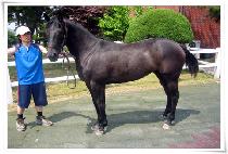 ���������� (ORGAN HARP) ����