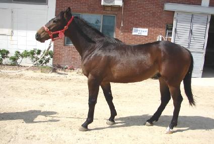 �ӴϹڽ� ����