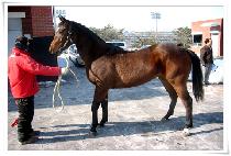 ���̵�ε� (LADY LORD) ����