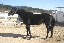 Ʈ���̵帶ũ (TRADE MARK) ����