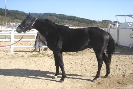 Ʈ���̵帶ũ ����