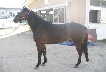 �����Ƹ��� (EOKJO ARIRANG) ����